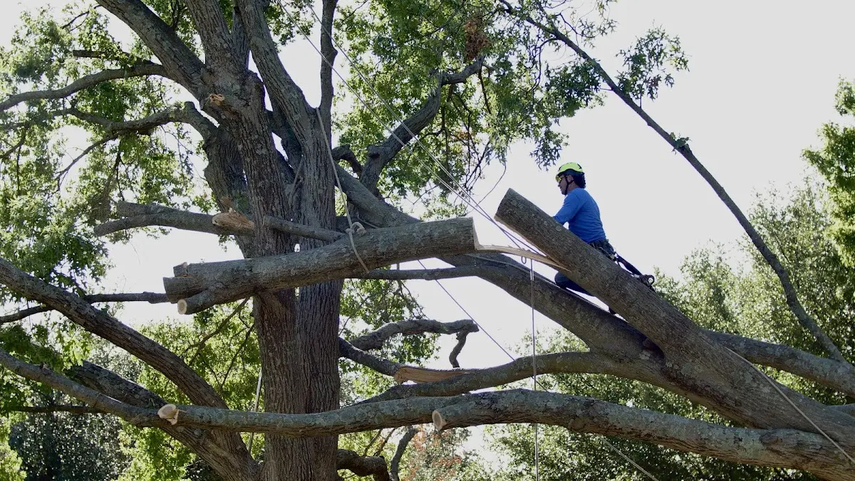 Professional Crown Thinning performed by certified arborists in Huntsburg