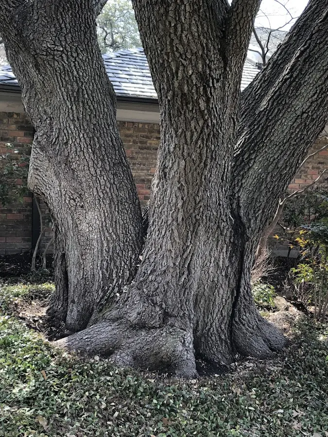 Mature heritage tree close to a Huntsburg property cared for by certified arborists